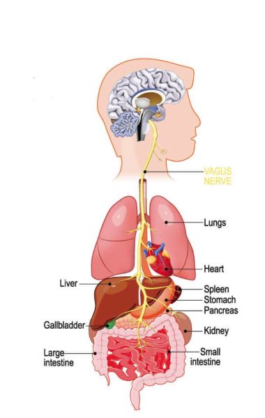 The Vagus Nerve